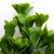 Трава искусственная -1, шт (эвкалипт лист 32 см/8 см)				 - купить в Тобольске. Цена: 169.93 руб.